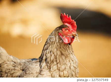 Majestic gray rooster proudly standing under the warm sun in a serene countryside setting 127537549