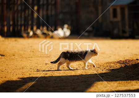 Cat wanders through a sunlit farmyard among ducks in warm afternoon glow 127537553
