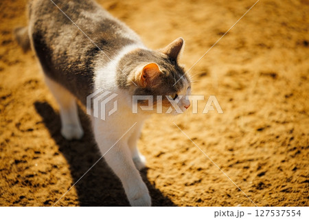 Curious cat explores sunlit sandy ground on a warm afternoon in a tranquil outdoor setting Curious cat explores sunlit sandy ground on a warm afternoon in a tranquil outdoor setting 127537554