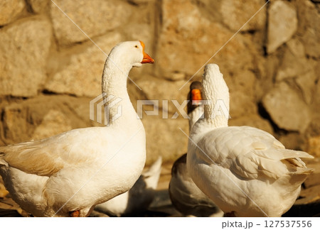 Elegant white geese gather near a rustic stone background during the golden hour of a serene afternoon 127537556