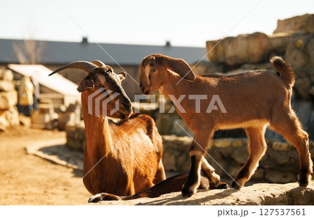 Two playful goats engage in a joyful moment at a sunny farm during the warm afternoon hours of spring 127537561