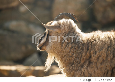 Curly-haired ram stands proudly in the warm sunlight near a rocky outcrop at dusk 127537562
