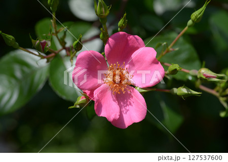 ロサ・パルストリス バラの花 ロサ・パルストリス バラの花 127537600