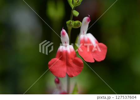 チェリーセージ 127537604