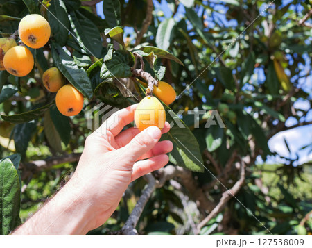 Hand picking ripe loquat fruit from a tree under bright sky Hand picking ripe loquat fruit from a tree under bright sky 127538009