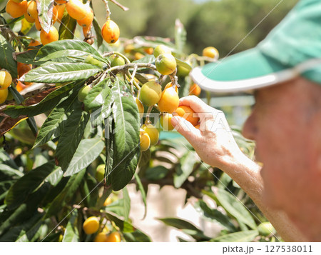 Senior man harvesting loquats in sunny orchard 127538011