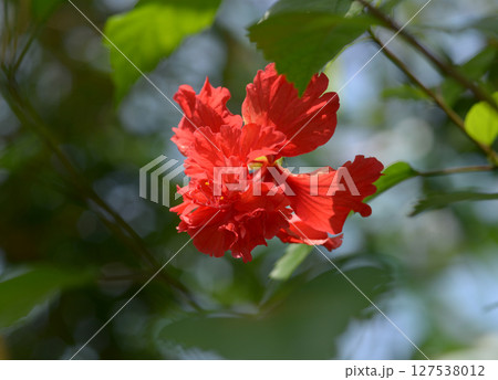 ハイビスカス 127538012