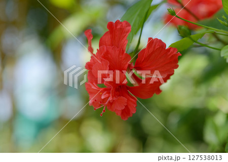 ハイビスカス ハイビスカス 127538013