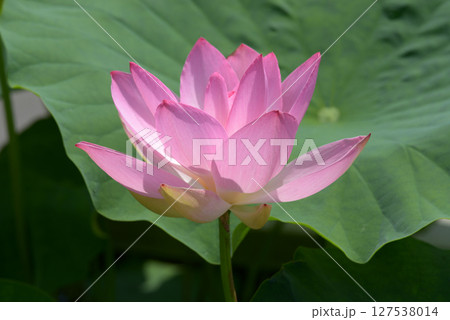 ハスの花 127538014