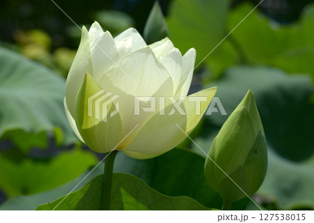 ハスの花 ハスの花 127538015