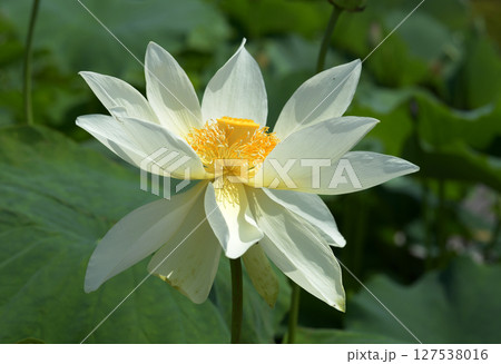 ハスの花 127538016