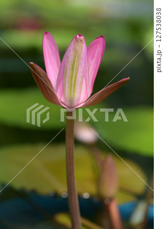 ピンクのスイレン ピンクのスイレン 127538038