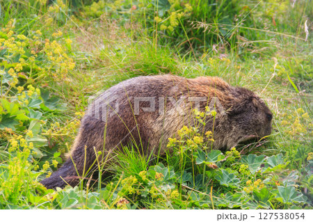 Alpine marmot (Marmota marmota) in the Swiss Alps 127538054