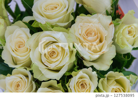 Background of the white roses Background of the white roses 127538095