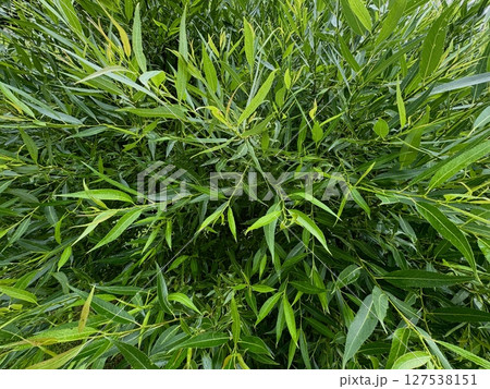 bright green willow leaves blooming in summe. background. High quality photo 127538151