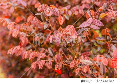 Botanical collection, pink flowers of Loropetalum chinense close up. Botanical collection, pink flowers of Loropetalum chinense close up. 127538187