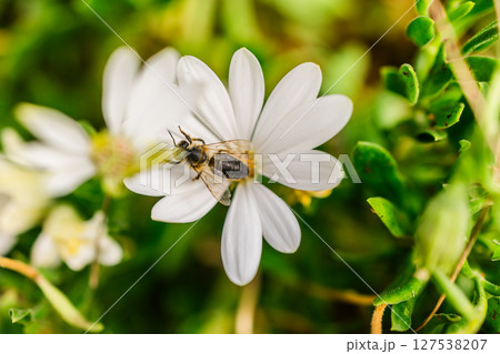 Bee on a white daisy in spring. Natural harmony, pollination process and ecological balance in close-up. 127538207
