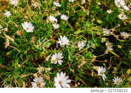 Field of wild white daisies in bloom. Natural floral abundance, springtime freshness and rural garden atmosphere. 127538212
