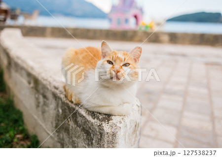 Calm cat sitting on a seaside ledge. Tranquil street moment with a ginger and white feline resting near the coast. 127538237