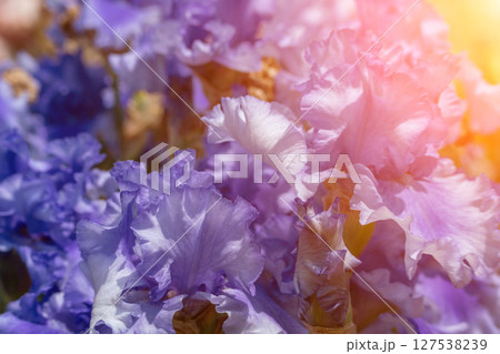 Flowers Iris Springtime: Purple irises bloom on sunny day, celebrating the spring season outdoors in daylight. Flowers Iris Springtime: Purple irises bloom on sunny day, celebrating the spring season outdoors in daylight. 127538239