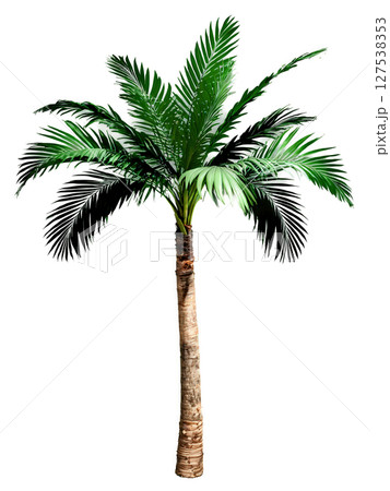 Wine Palm, dark green fronds, textured trunk, isolated, transparent background, product hero shot, dynamic advertisement, motion, bright colors. 127538353