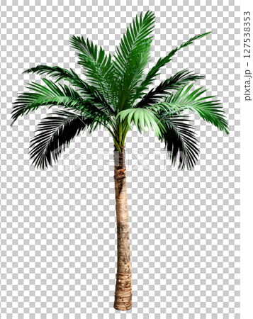 Wine Palm, dark green fronds, textured trunk, isolated, transparent background, product hero shot, dynamic advertisement, motion, bright colors. 127538353