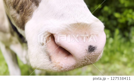 Close up to nose of cute cow pasturing at lawn. Kine chewing fresh grass outdoor. Beautiful friendly animal grazing on meadow at summer day. Concept of livestock husbandry 127538411