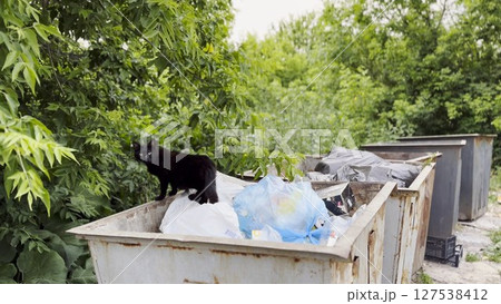 Black homeless cat standing in a dumpster at countryside. Stray kitten looking into camera from trash bin. Problem of protecting animals concept. Close up 127538412