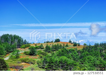 美ヶ原高原焼山のレンゲツツジと北アルプス 127538551