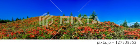 美ヶ原高原焼山のレンゲツツジ（パノラマ） 127538552