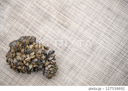 Selective focus on a clump of invasive zebra mussels on a rock 127538692