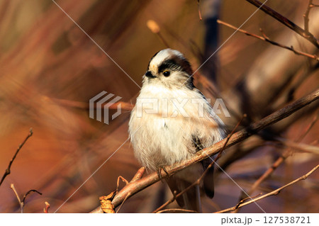 愛くるしい仕草で人気者の小さな白い鳥 エナガ 127538721