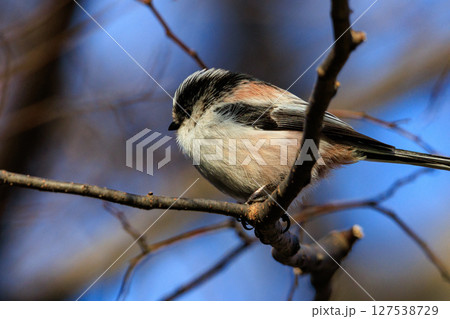愛くるしい仕草で人気者の小さな白い鳥 エナガ 愛くるしい仕草で人気者の小さな白い鳥 エナガ 127538729