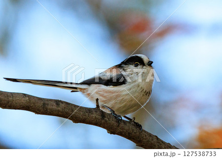 愛くるしい仕草で人気者の小さな白い鳥 エナガ 127538733