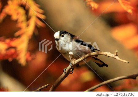 愛くるしい仕草で人気者の小さな白い鳥 エナガ 127538736