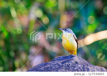 警戒心が強く、水辺を好んであざやかなレモンイエローを纏う綺麗な鳥のキセキレイ 127538803