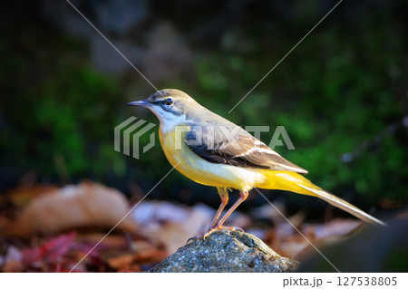 警戒心が強く、水辺を好んであざやかなレモンイエローを纏う綺麗な鳥のキセキレイ 警戒心が強く、水辺を好んであざやかなレモンイエローを纏う綺麗な鳥のキセキレイ 127538805