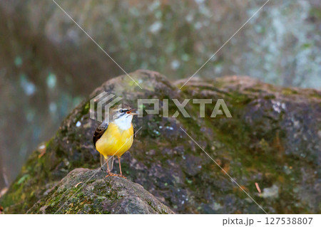 警戒心が強く、水辺を好んであざやかなレモンイエローを纏う綺麗な鳥のキセキレイ 127538807