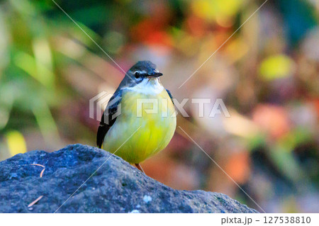 警戒心が強く、水辺を好んであざやかなレモンイエローを纏う綺麗な鳥のキセキレイ 127538810