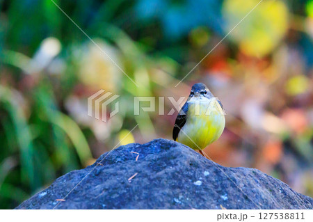 警戒心が強く、水辺を好んであざやかなレモンイエローを纏う綺麗な鳥のキセキレイ 警戒心が強く、水辺を好んであざやかなレモンイエローを纏う綺麗な鳥のキセキレイ 127538811