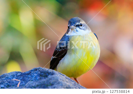 警戒心が強く、水辺を好んであざやかなレモンイエローを纏う綺麗な鳥のキセキレイ 127538814