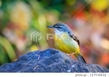 警戒心が強く、水辺を好んであざやかなレモンイエローを纏う綺麗な鳥のキセキレイ 127538816