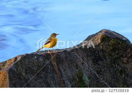 警戒心が強く、水辺を好んであざやかなレモンイエローを纏う綺麗な鳥のキセキレイ 警戒心が強く、水辺を好んであざやかなレモンイエローを纏う綺麗な鳥のキセキレイ 127538819