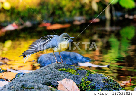警戒心が強く、水辺を好んであざやかなレモンイエローを纏う綺麗な鳥のキセキレイ 127538825