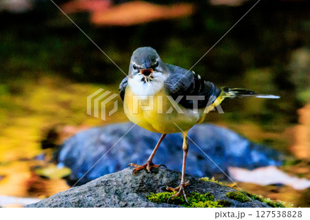 警戒心が強く、水辺を好んであざやかなレモンイエローを纏う綺麗な鳥のキセキレイ 127538828