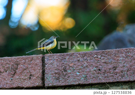 警戒心が強く、水辺を好んであざやかなレモンイエローを纏う綺麗な鳥のキセキレイ 127538836