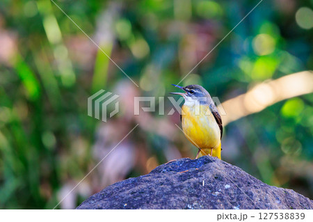警戒心が強く、水辺を好んであざやかなレモンイエローを纏う綺麗な鳥のキセキレイ 127538839