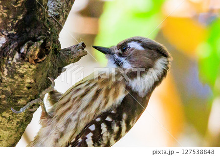 日本で一番小さなキツツキ コゲラ 日本で一番小さなキツツキ コゲラ 127538848