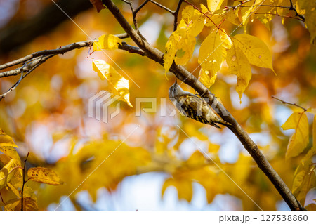 日本で一番小さなキツツキ コゲラ 日本で一番小さなキツツキ コゲラ 127538860