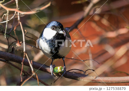 胸のネクタイが可愛らしい身近な野鳥 シジュウカラ 胸のネクタイが可愛らしい身近な野鳥 シジュウカラ 127538870